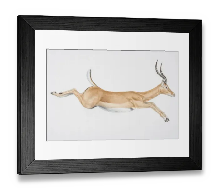 Framed Print : Illustration, leaping Springbok (Antidorcas marsupialis), side view Framed Print : Illustration, leaping Springbok (Antidorcas marsupialis), side view