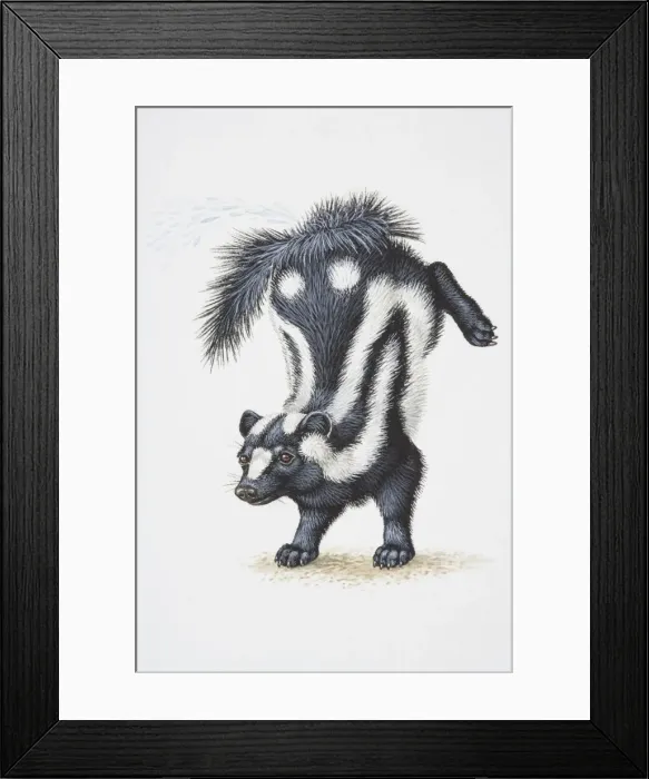 Framed Print : Illustration, Striped Skunk (Mephitis mephitis) standing on forelegs with its hind legs thrown up in the air, side view Framed Print : Illustration, Striped Skunk (Mephitis mephitis) standing on forelegs with its hind legs thrown up in the air, side view