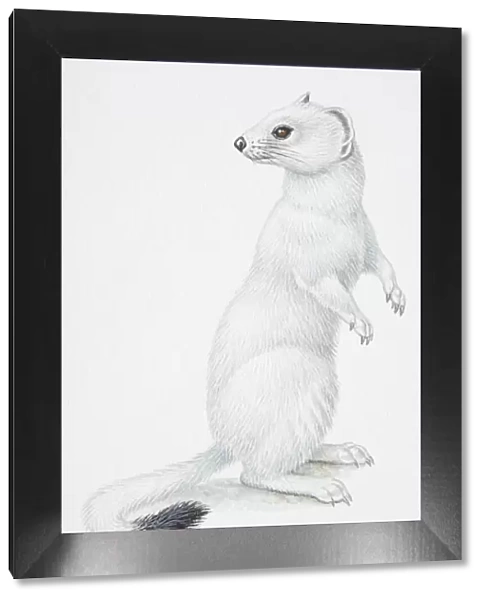 Illustration, Stoat or Ermine (Mustela erminea) standing on hind legs and turning its head back to look behind it, side view