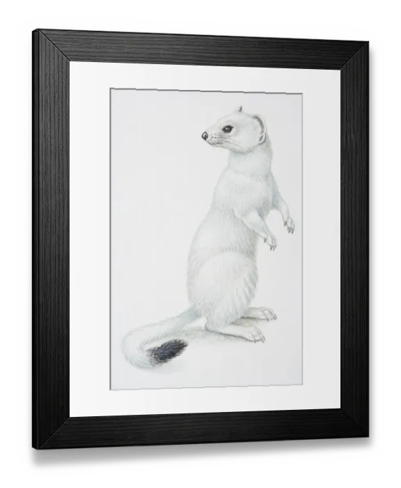 Framed Print : Illustration, Stoat or Ermine (Mustela erminea) standing on hind legs and turning its head back to look behind it, side view Framed Print : Illustration, Stoat or Ermine (Mustela erminea) standing on hind legs and turning its head back to look behind it, side view