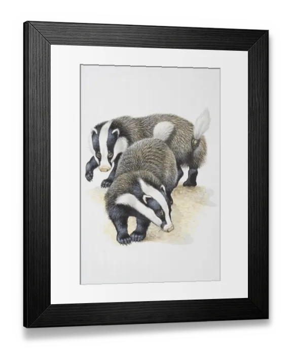 Framed Print : Illustration, pair of European Badgers (Meles meles), elevated view