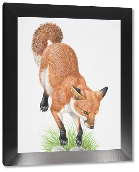 Illustration, leaping Red Fox (Vulpes vulpes) attacking small rodent, front view