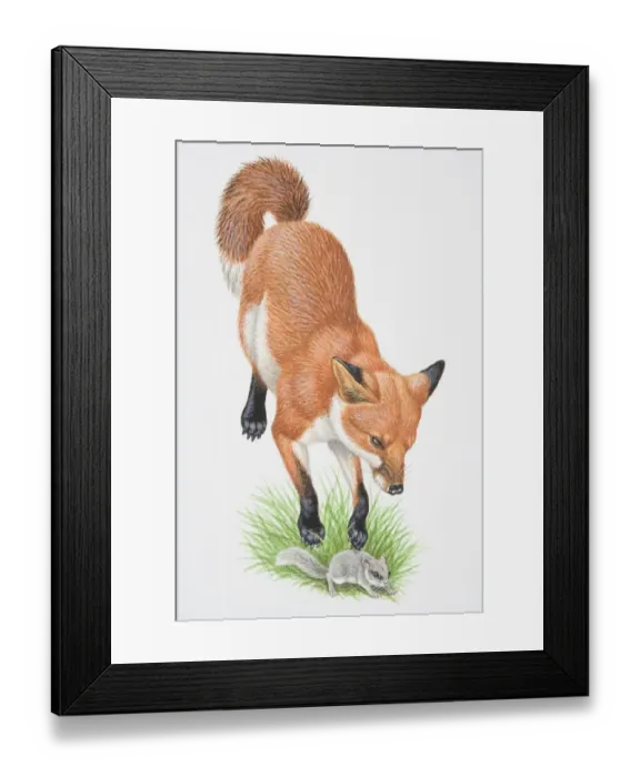 Framed Print : Illustration, leaping Red Fox (Vulpes vulpes) attacking small rodent, front view Framed Print : Illustration, leaping Red Fox (Vulpes vulpes) attacking small rodent, front view