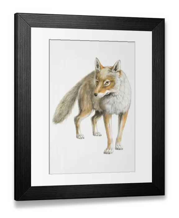 Framed Print : Illustration, standing Coyote (Canis latrans), front view Framed Print : Illustration, standing Coyote (Canis latrans), front view