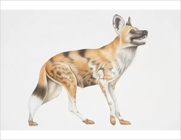 Illustration, African Wild Dog (lycaon pictus), side view