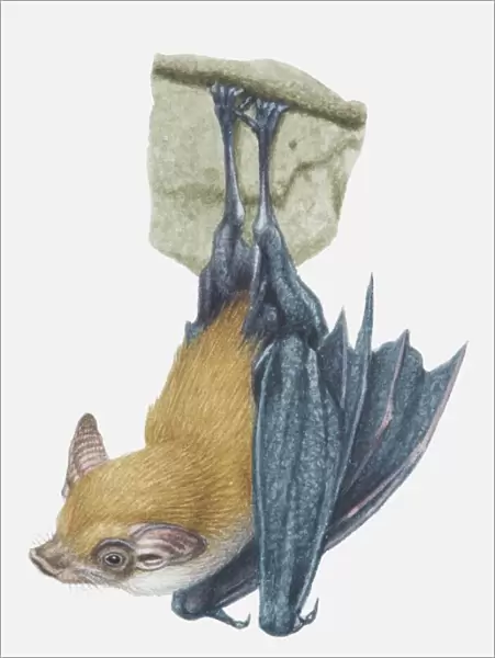 Illustration, Kittis Hog-nosed Bat (Craseonycteris thonglongyai) hanging upside down, side view