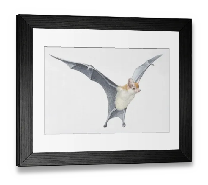 Framed Print : Illustration, Kittis Hog-nosed Bat (Craseonycteris thonglongyai) with wings outspread, side view Framed Print : Illustration, Kittis Hog-nosed Bat (Craseonycteris thonglongyai) with wings outspread, side view