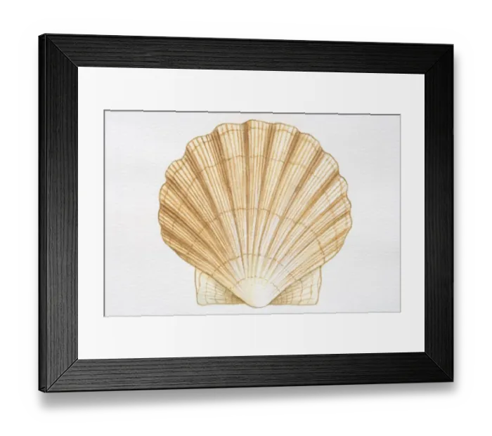 Framed Print : Illustration, Scallop with fan-shaped shell Framed Print : Illustration, Scallop with fan-shaped shell