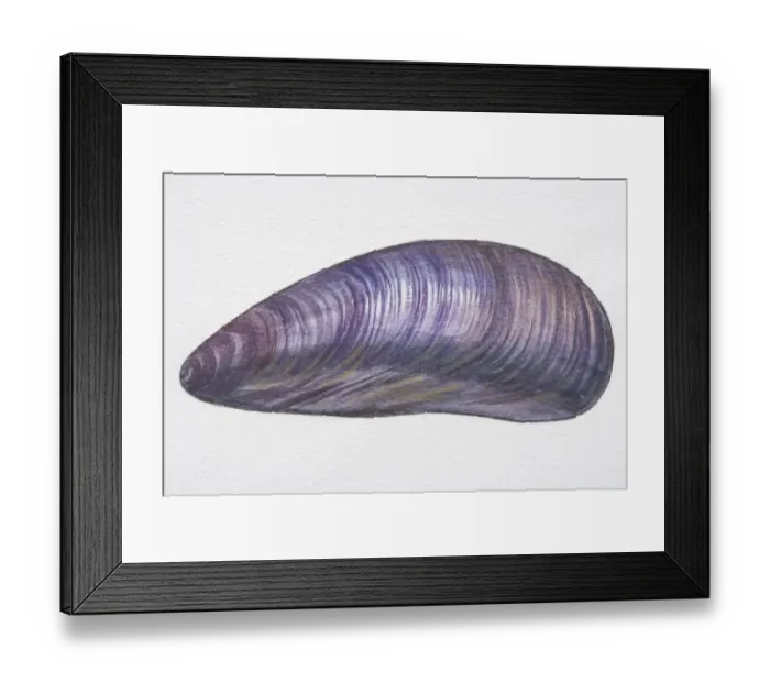 Framed Print : Illustration, Edible Mussel (Mytilus edulis), oval purplish-grey shell Framed Print : Illustration, Edible Mussel (Mytilus edulis), oval purplish-grey shell