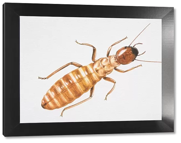 Illustration, Termite (Isoptera), view from above