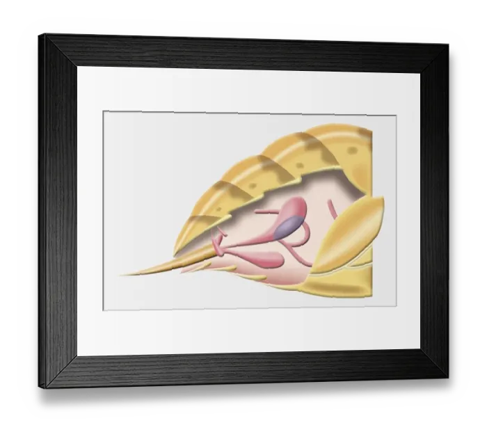 Framed Print : Cross-section diagram of abdomen of Wasp (Hymenoptera), including sting and venom sac, side view Framed Print : Cross-section diagram of abdomen of Wasp (Hymenoptera), including sting and venom sac, side view