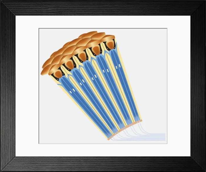 Framed Print : An eye of a bee, cross-section diagram Framed Print : An eye of a bee, cross-section diagram
