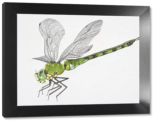 Illustration, Southern Hawker Dragonfly (aeshna cyanea), side view