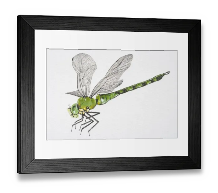 Framed Print : Illustration, Southern Hawker Dragonfly (aeshna cyanea), side view Framed Print : Illustration, Southern Hawker Dragonfly (aeshna cyanea), side view