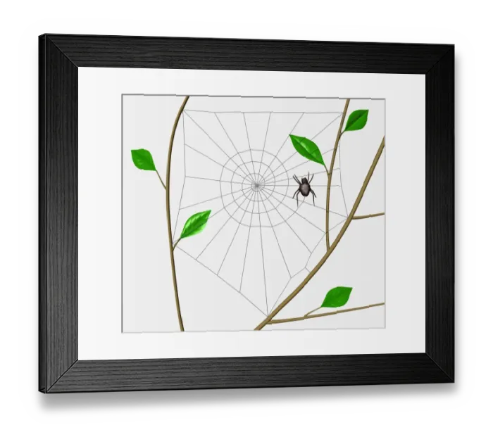 Framed Print : Orb Web Spider (Araneidae) weaving spiral through web frame erected between tree branches Framed Print : Orb Web Spider (Araneidae) weaving spiral through web frame erected between tree branches