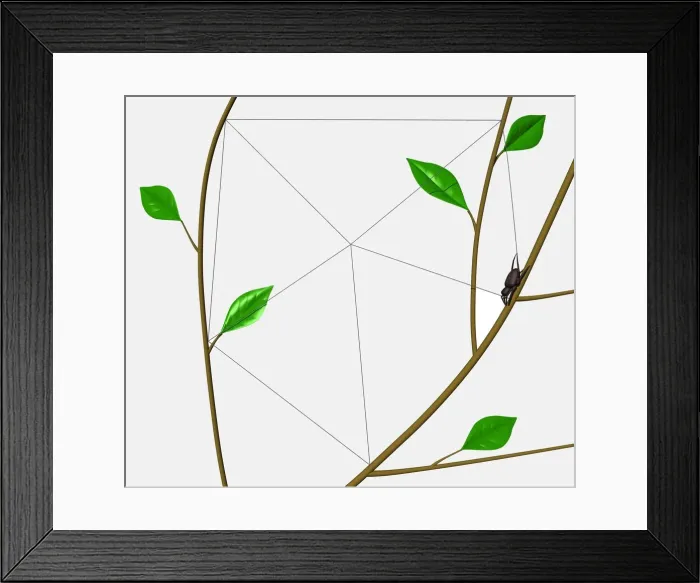 Framed Print : Orb Web Spider (Araneidae) weaving outer frame of web between tree branches Framed Print : Orb Web Spider (Araneidae) weaving outer frame of web between tree branches