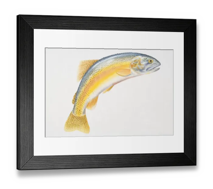 Framed Print : Illustration, Rainbow Trout (Oncorhynchus mykiss) with its tail curved downwards, side view Framed Print : Illustration, Rainbow Trout (Oncorhynchus mykiss) with its tail curved downwards, side view
