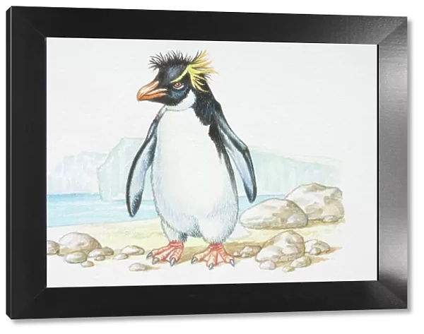 Illustration, standing Rockhopper Penguin (Eudyptes chrysocome), side view