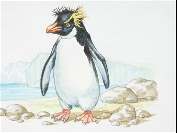 Illustration, standing Rockhopper Penguin (Eudyptes chrysocome), side view