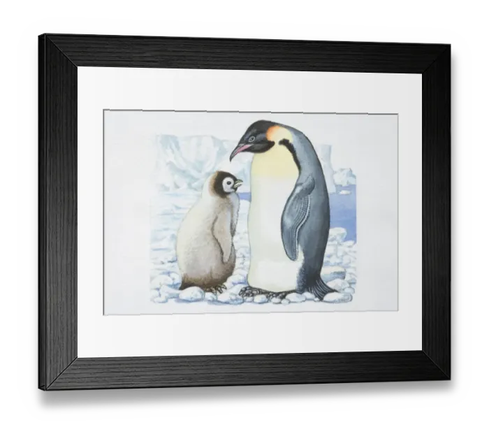 Framed Print : Illustration, adult Penguin (Sphenisciformes) standing opposite Chick on glacier, side view