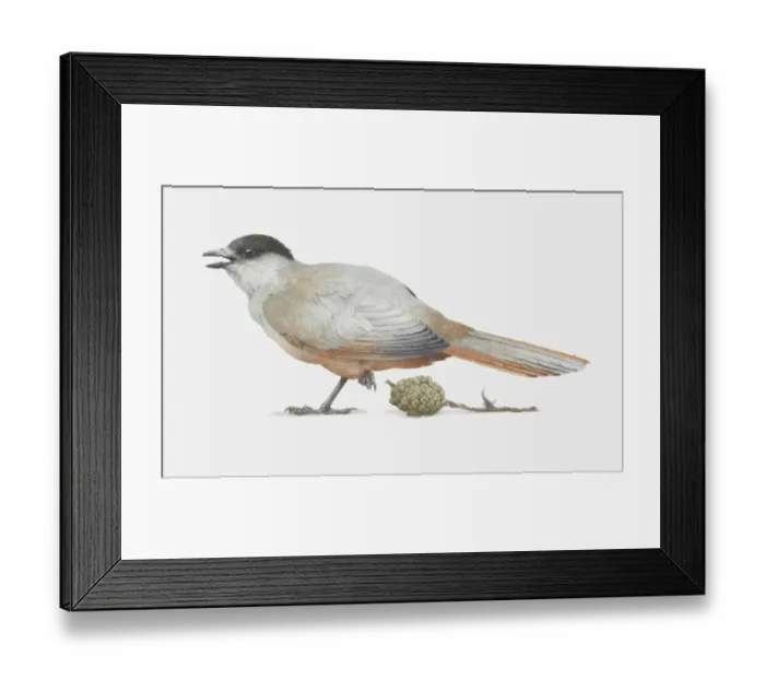 Framed Print : Illustration, Siberian Jay (Perisoreus infaustus) standing on one leg, side view