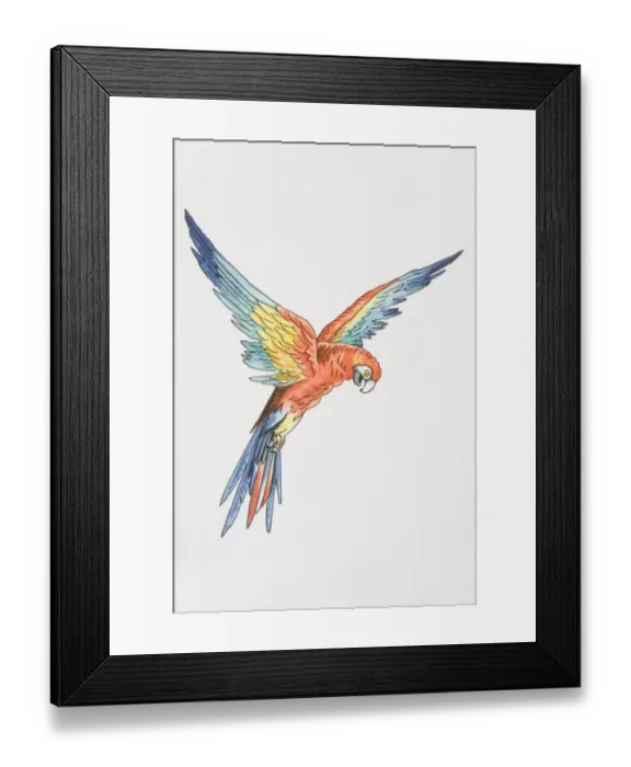 Framed Print : Illustration, Scarlet Macaw (ara macao) with wings outspread, side view Framed Print : Illustration, Scarlet Macaw (ara macao) with wings outspread, side view