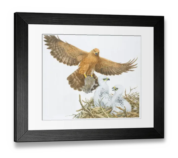 Framed Print : Illustration, Golden Eagle (Aquila chrysaetos) with Rabbit clutched in its talons gliding down towards white Chicks sitting in nest Framed Print : Illustration, Golden Eagle (Aquila chrysaetos) with Rabbit clutched in its talons gliding down towards white Chicks sitting in nest