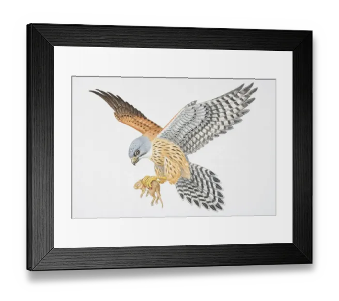 Framed Print : Illustration, bird of prey flying with small animal gripped in its claws Framed Print : Illustration, bird of prey flying with small animal gripped in its claws