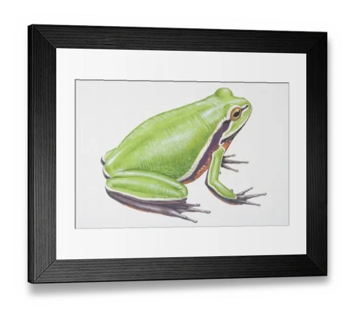 Framed Print : Illustration, Green Treefrog (Hyla cinera), side view Framed Print : Illustration, Green Treefrog (Hyla cinera), side view