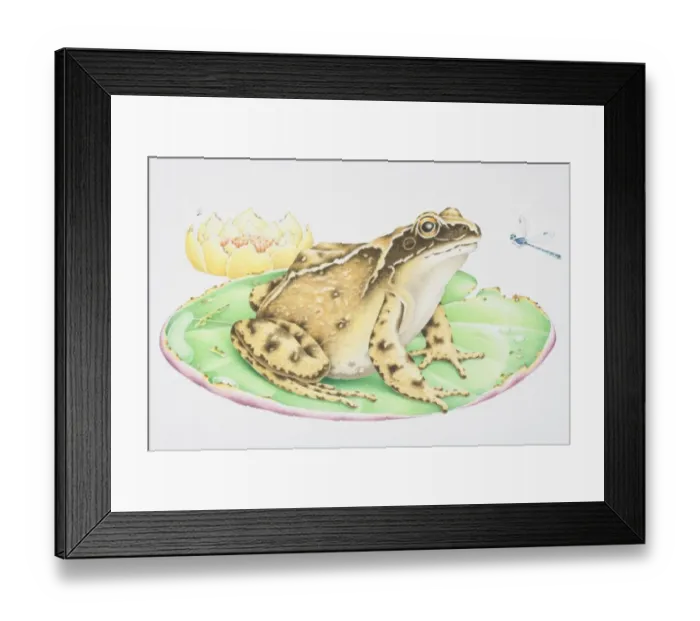 Framed Print : Illustration, Common Frog (Anura) perched on water lily leaf stalking Dragonfly (Odonata), side view Framed Print : Illustration, Common Frog (Anura) perched on water lily leaf stalking Dragonfly (Odonata), side view