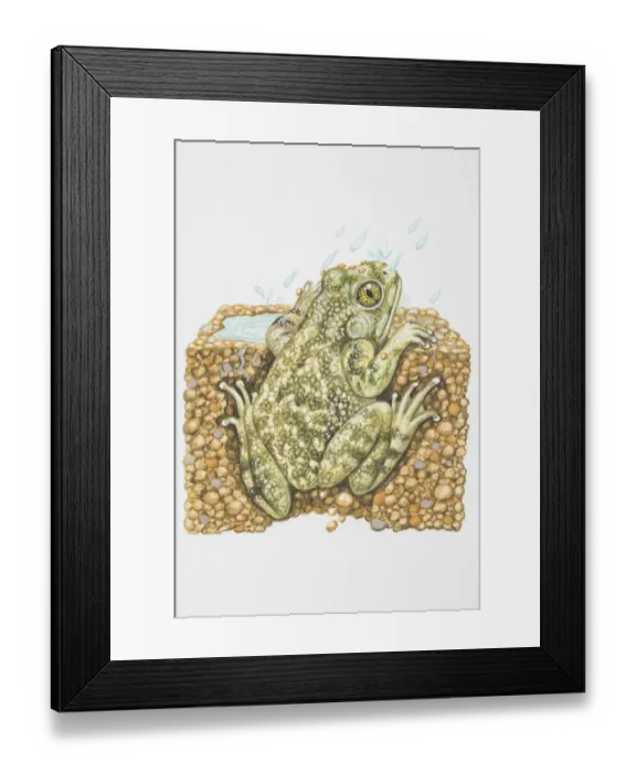Framed Print : Illustration, American Spadefoot Toad (Scaphiopus sp. ) peeking out from burrow in the rain, rear view Framed Print : Illustration, American Spadefoot Toad (Scaphiopus sp. ) peeking out from burrow in the rain, rear view