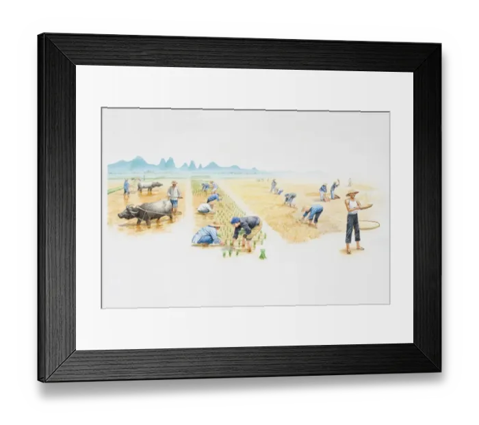 Framed Print : Farm workers in a rice field, before, during and after harvest Framed Print : Farm workers in a rice field, before, during and after harvest