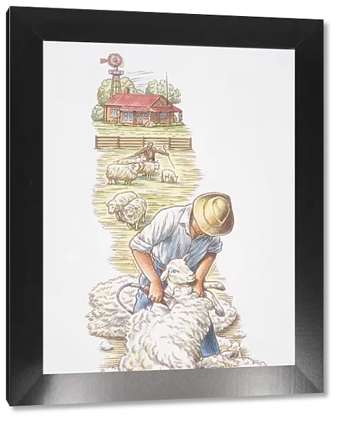 Man shearing wool off sheep, farmhouse and shepherd tending animals in background