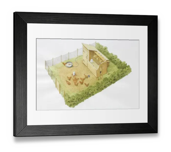 Framed Print : Chicken run, group of hens with rooster pecking grains, enclosed by hedges and fences, with eggs laid in nesting boxes, fresh water tub supplied through pipe, view from above Framed Print : Chicken run, group of hens with rooster pecking grains, enclosed by hedges and fences, with eggs laid in nesting boxes, fresh water tub supplied through pipe, view from above