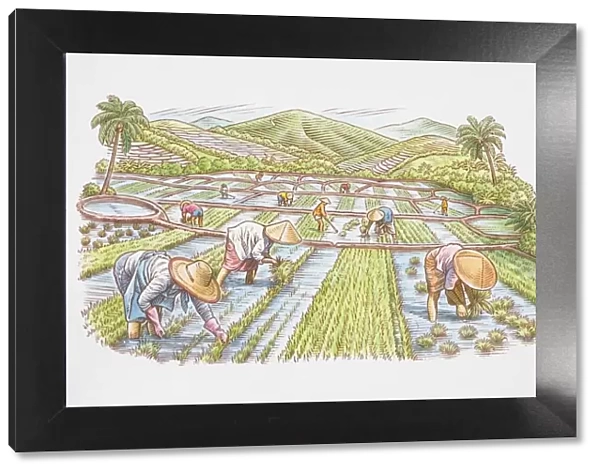Farm workers in rice field harvesting crops