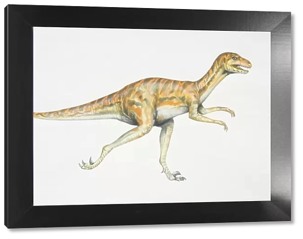 Dromaeosaurus, red and black striped dinosaur with strong hind legs, side view