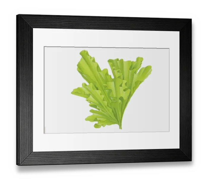 Framed Print : Funnel shaped, curly, bright green leaves of Ulva sp. Sea Lettuce