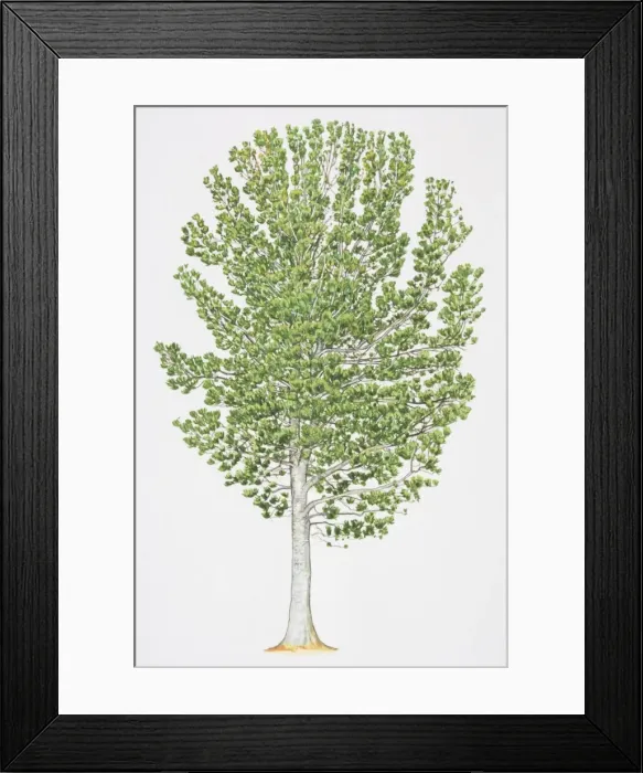 Framed Print : Pinus albicaulis, Whitebark Pine, with grey white bark and leafy foliage