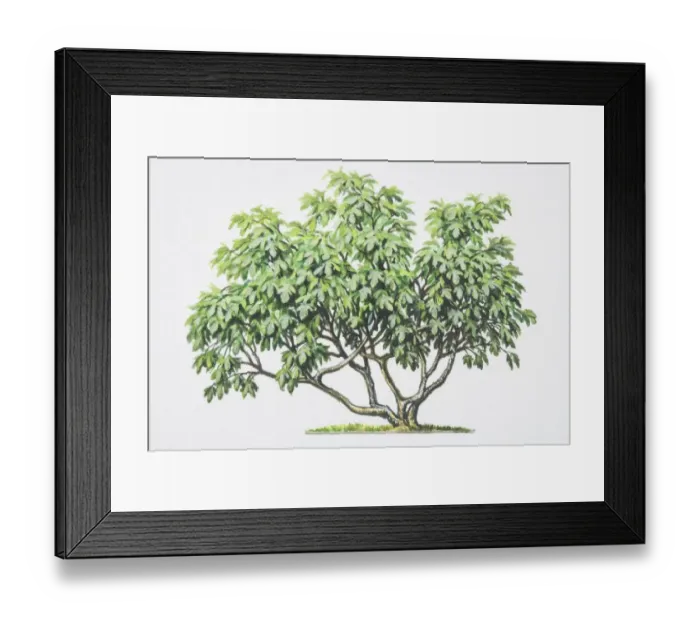 Framed Print : Ficus carica, Common Fig, showing bushy growth of serrated leaves Framed Print : Ficus carica, Common Fig, showing bushy growth of serrated leaves