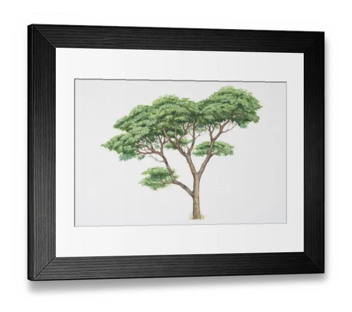 Framed Print : Acacia sieberiana, Paperbark Thorn tree with light brown bark and leafy crown Framed Print : Acacia sieberiana, Paperbark Thorn tree with light brown bark and leafy crown