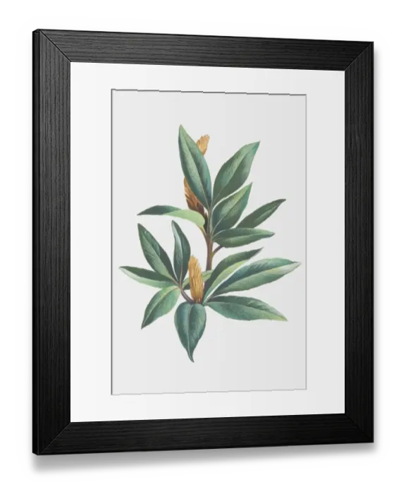Framed Print : Salix herbacea, Dwarf Willow, leafy sprig and catkins Framed Print : Salix herbacea, Dwarf Willow, leafy sprig and catkins