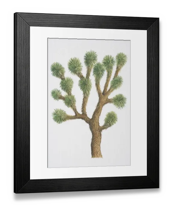 Framed Print : Yucca brevifolia, Joshua Tree, with spiny foliage