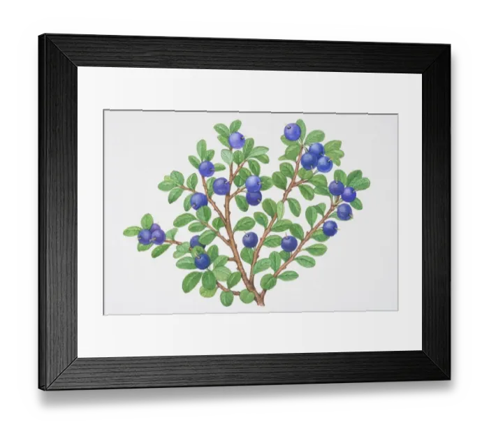Framed Print : Vaccinium myrtillus, Bilberry, sprigs of blue berries with small green leaves
