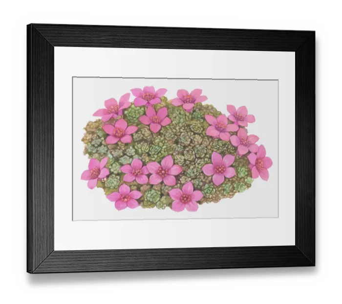 Framed Print : Profusion of star-shaped purple-pink flowers and rosette shaped leaves of Saxifraga sp. Saxifrage Framed Print : Profusion of star-shaped purple-pink flowers and rosette shaped leaves of Saxifraga sp. Saxifrage
