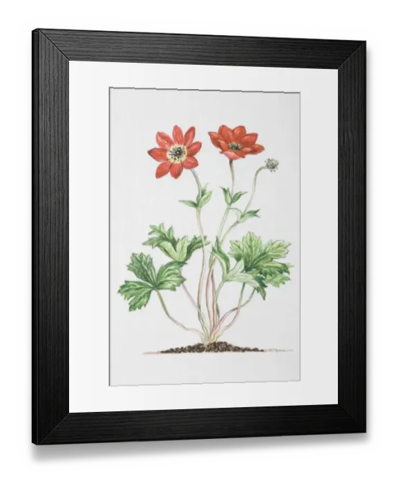 Framed Print : Anemone pavonina, red flowers on slender stalks, with bracts further down stalk at a distance from flowers, and three lobed leaves