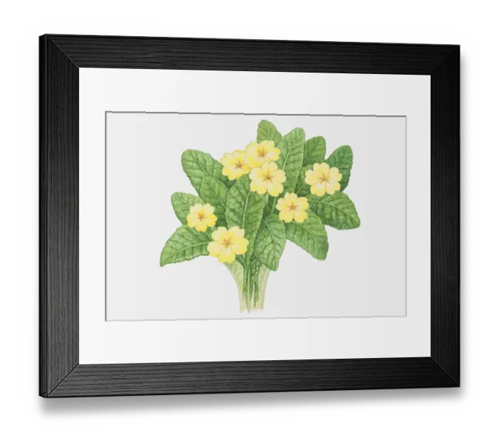 Framed Print : Bumpy leaves and yellow flowers of Primula vulgaris, Primrose Framed Print : Bumpy leaves and yellow flowers of Primula vulgaris, Primrose