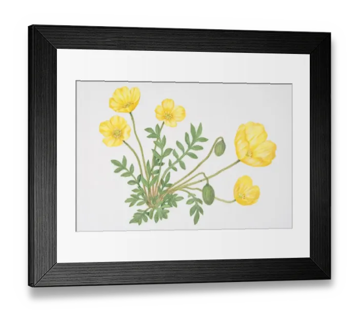 Framed Print : Small green leaves and bright yellow flowers, some closed, of Papaver lapponicum, Arctic Poppy Framed Print : Small green leaves and bright yellow flowers, some closed, of Papaver lapponicum, Arctic Poppy