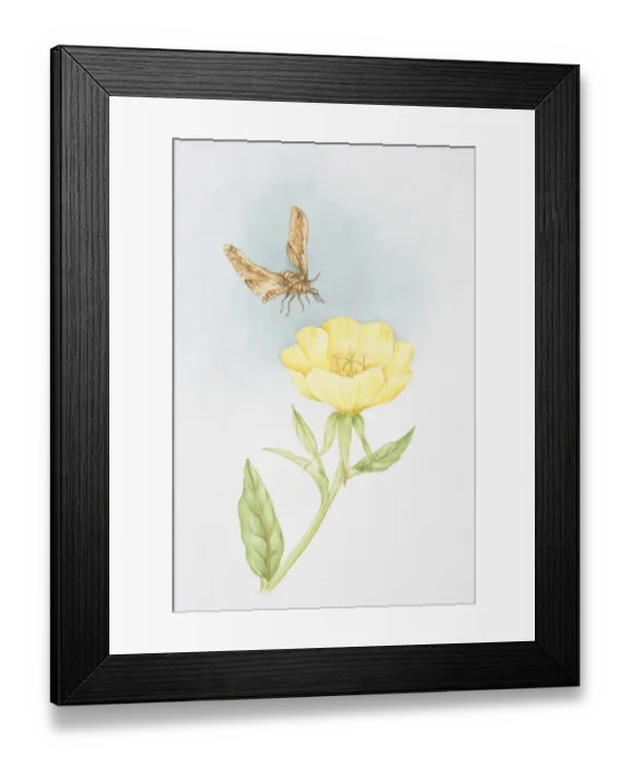 Framed Print : Single yellow flower of Oenothera speciosa Rosea, Evening Primrose, moth flying overhead Framed Print : Single yellow flower of Oenothera speciosa Rosea, Evening Primrose, moth flying overhead