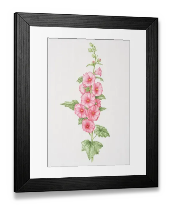 Framed Print : Alcea sp. Hollyhocks, upright flowering stem with palmately lobed leaves and pink flowers Framed Print : Alcea sp. Hollyhocks, upright flowering stem with palmately lobed leaves and pink flowers
