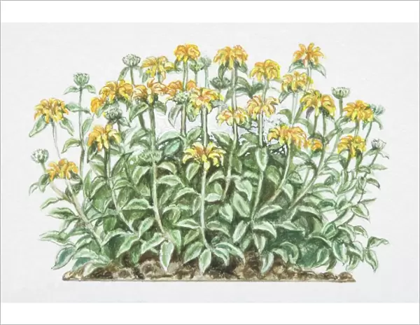 Phlomis fruticosa, Jerusalem Sage, densely branched shrub with yellow flowers